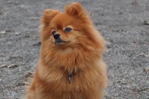 Red dog Spitz Stock Photos