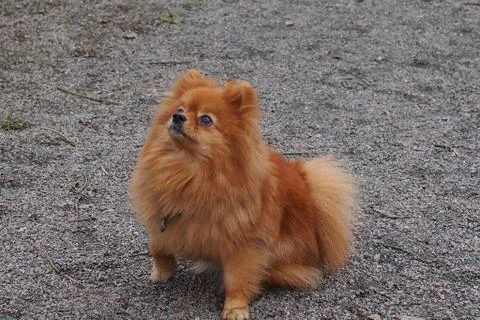 Red dog spitz Stock Photos