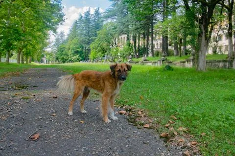 The red dog is standing on the path Stock Photos