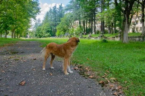 The red dog is standing on the path Stock Photos