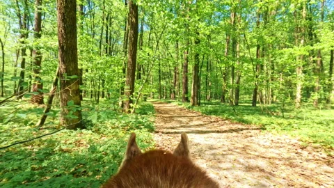 Red dog walking trail in green forest alone. Beautiful pure nature. Outdoor Stock Footage 196229367