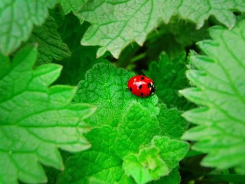 Red dot Stock Photos