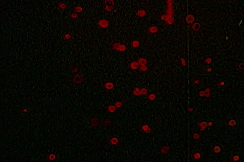 Red Dots Background Abstraction Loop - Vintage 8mm Film Leader Stock Footage 10686418
