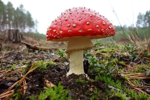 Red dotted toadstool, closeup Stock Photos