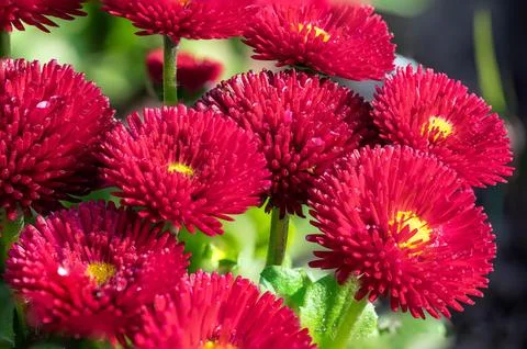 Red Double Daisy Flowers Cluster Pomponette Variety Garden Macro Stock Photos