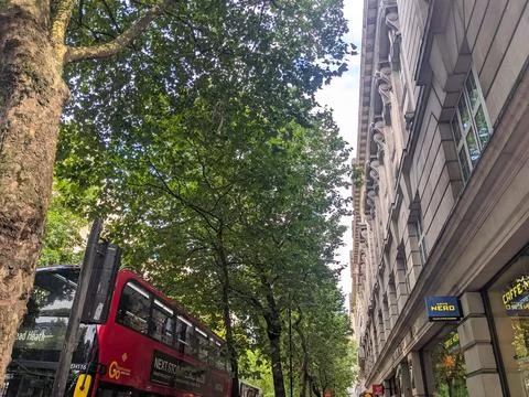Red Double-Decker Bus on Leafy Kingsway with Historic Architecture and Cafe Foto stock