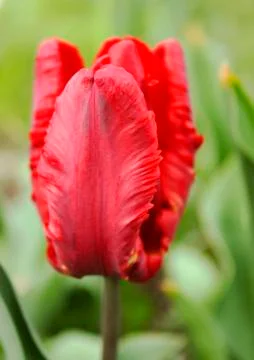 Red double tulip Stock Photos