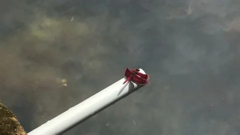 The red dragon flies and percher Stock Footage 220717343