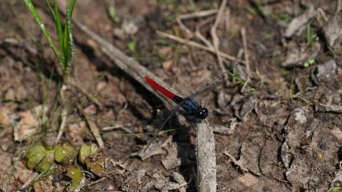 Red dragon fly on the grass Stock Photos