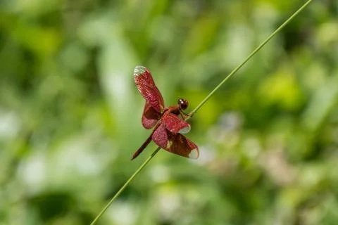 Red Dragon fly Stock Photos