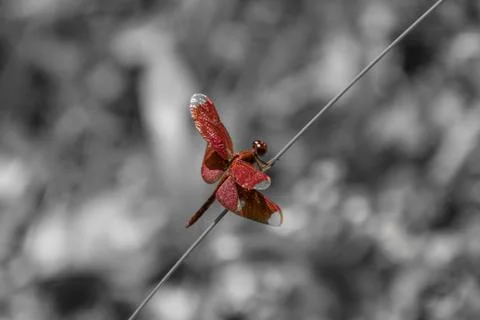 Red Dragon fly Stock Photos