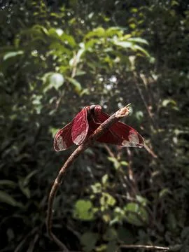 Red Dragon Fly Stock Photos