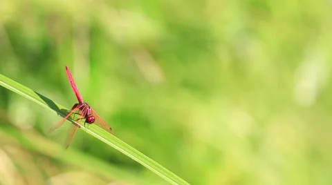 A red dragon Stock Footage 51333607
