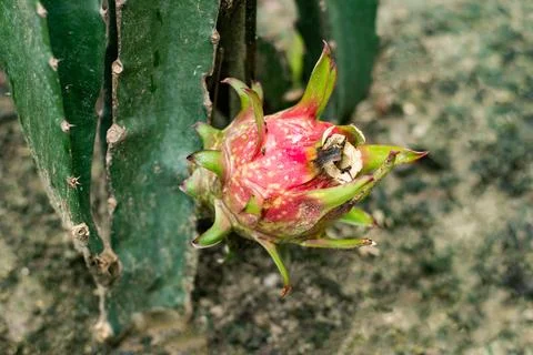 Red dragon fruit. Close-up of large fruit. When ripe, the fruit will turn red Stock Photos