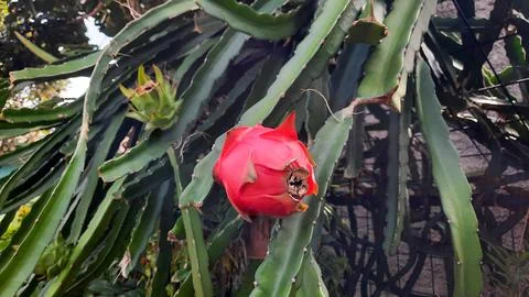 Red dragon fruit that is ripe on the tree and green on the back 01 Foto stock
