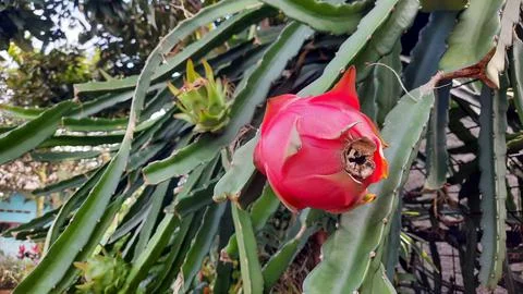Red dragon fruit that is ripe on the tree and green on the back 03 Stock Photos