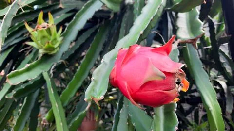 Red dragon fruit that is ripe on the tree and green on the back 02 Stock Photos