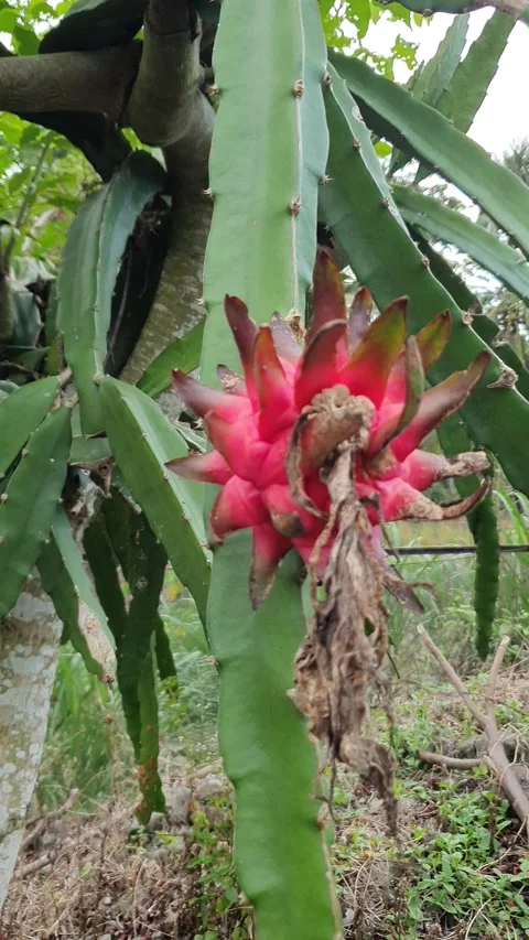 Red dragon fruit on the tree Stock Footage 310275478