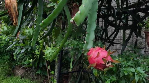 The red dragon fruit on the tree is ready to be picked 02 Stock Photos