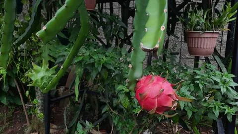 The red dragon fruit on the tree is ready to be picked 03 Stock Photos