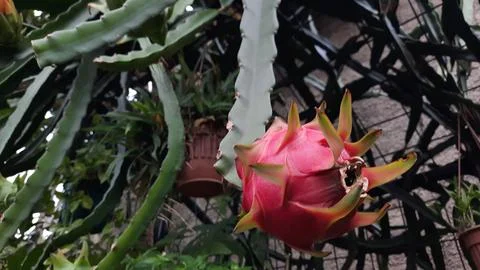 The red dragon fruit on the tree is ready to be picked 01 Stock Photos