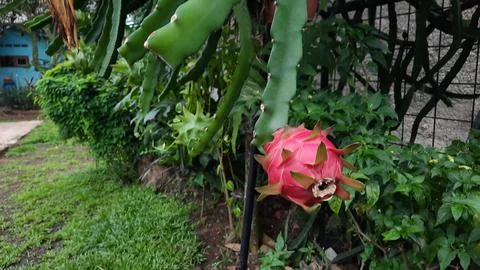 The red dragon fruit on the tree is ready to be picked 04 Stock Photos