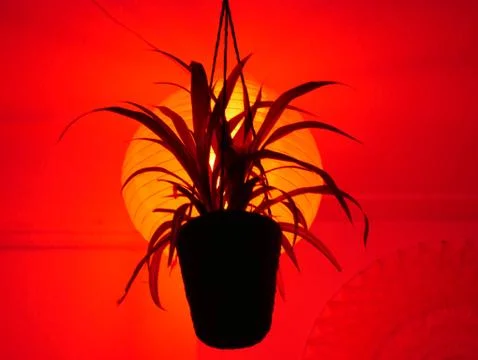 Red Dragon Stock Photos