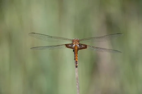 Red Dragon  Stock Photos