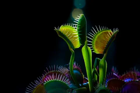 Red Dragon Venus Flytrap Stock Photos