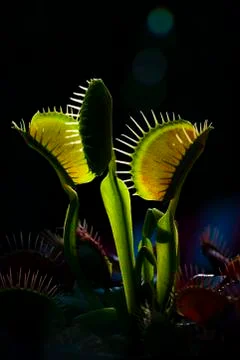 Red Dragon Venus Flytrap Stock Photos