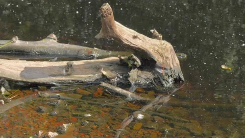 Red Dragonflies Mating Dance and Flying over Pond at Summer Vídeos de archivo 221421722