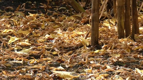 Red dragonflies in tandem mating on forest floor, tracking Stock Footage 334979294