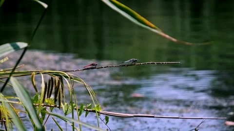 Red Dragonfly and Blue Damselfly on a Branch Over Water Stock Footage 314076344