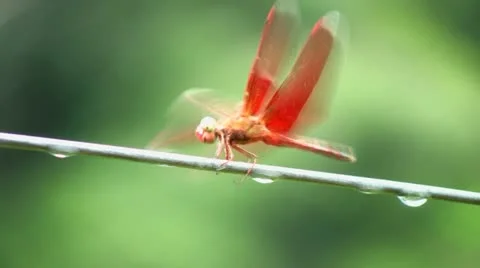 Red dragonfly, Batad, Philippines Stock Footage 12413579