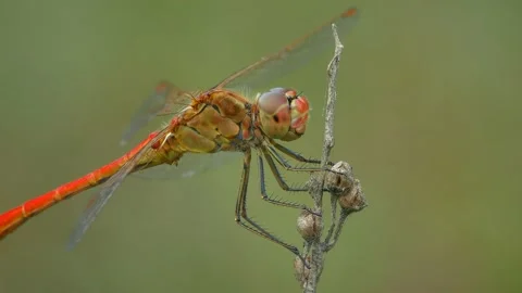Red dragonfly on a branch, close up. Stock Footage 172218632
