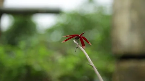 Red dragonfly on a branch close up Video stock 313311374