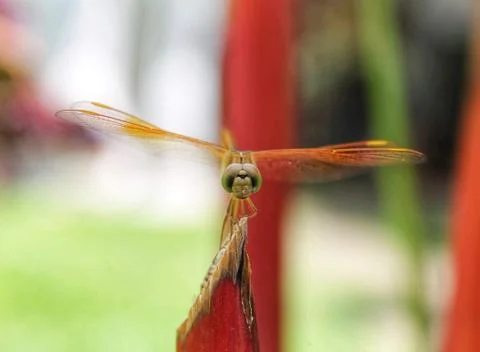 Red dragonfly on a branch	 Stock Photos