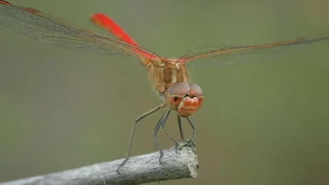 Red dragonfly on a branch, portrait. Stock Footage 246633503