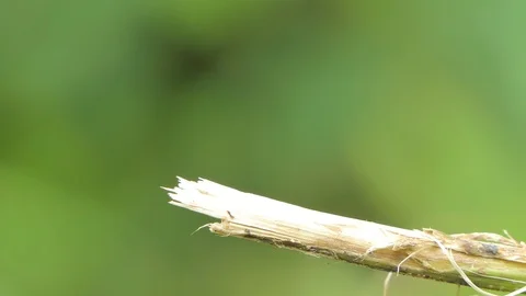 Red dragonfly on branch in tropical rain forest. Stock-Footage 115644853