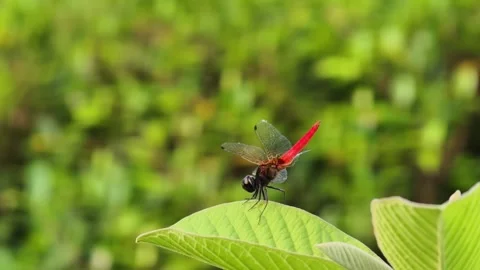 A red dragonfly is buzzing on a leaf. Stock Footage 311644335
