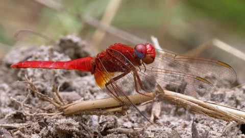 Red Dragonfly Close-up. Dragonfly Sitting on the Sand at a Branch of the River. Stock Footage 135738415