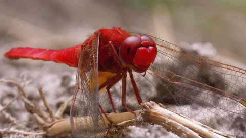 Red Dragonfly Close-up. Dragonfly Sitting on the Sand at a Branch of the River. Stock Footage 135741000