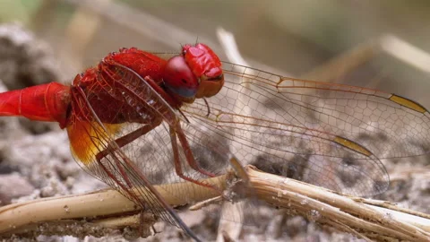 Red Dragonfly Close-up. Dragonfly Sitting on the Sand at a Branch of the River. Stock Footage 135756105