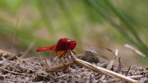 Red Dragonfly Close-up. Dragonfly Sitting on the Sand at a Branch of the River. Stock Footage 135757472