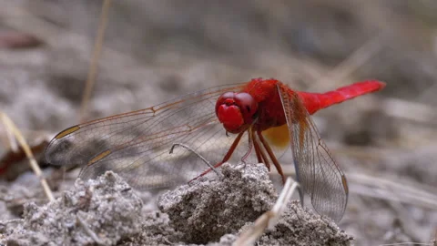 Red Dragonfly Close-up. Dragonfly Sitting on the Sand at a Branch of the River. Stock Footage 135758306