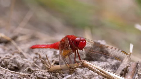 Red Dragonfly Close-up. Dragonfly Sitting on the Sand at a Branch of the River. Stock Footage 135759427
