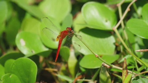 Red dragonfly close-up Video stock 137859901