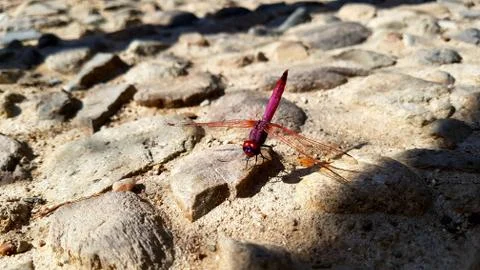 Red dragonfly close up Foto stock