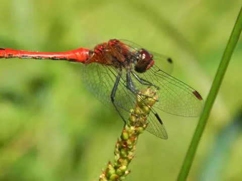 Red dragonfly close-up Stock Photos