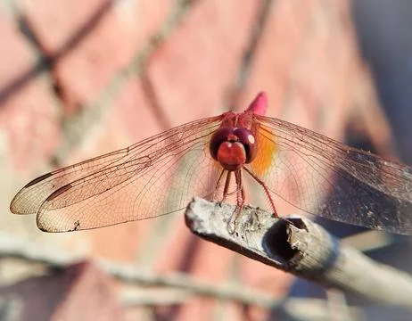 Red Dragonfly With Closeup Face Stock Photos